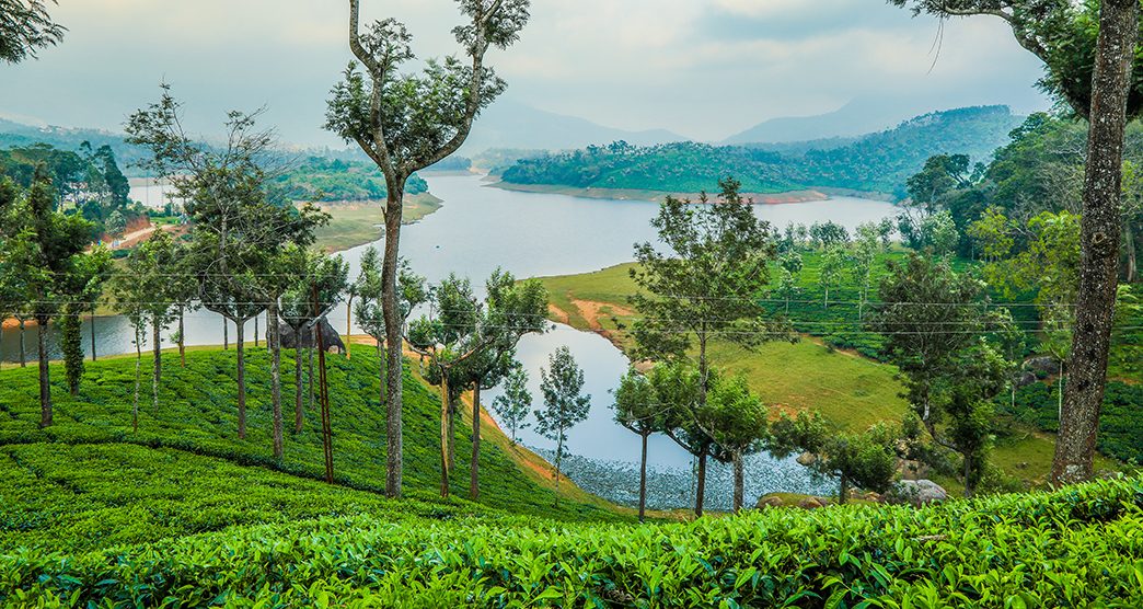 Exploring Munnar's Wonders